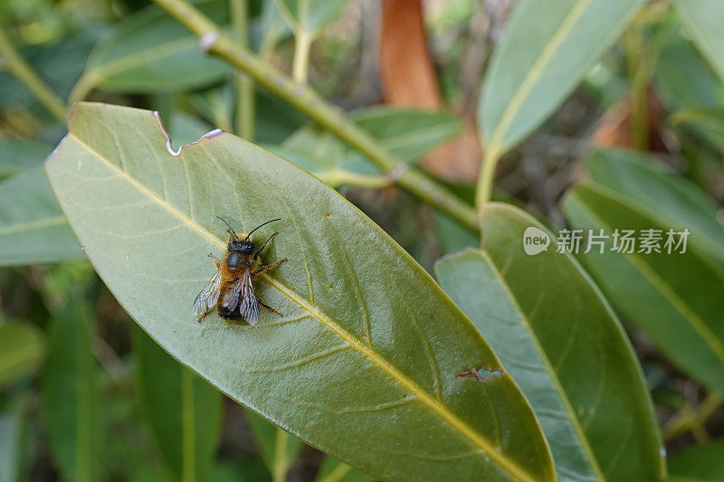 一只刚出现的欧洲红泥瓦匠蜜蜂的特写，雄性Osmia rufa，在早晨的阳光下坐在一片叶子上